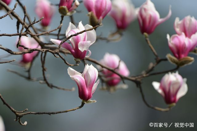 南京:宝华玉兰花开俏早春,"植物大熊猫"美不胜收